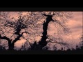 Wim Mertens - Yes, I never did [HD]