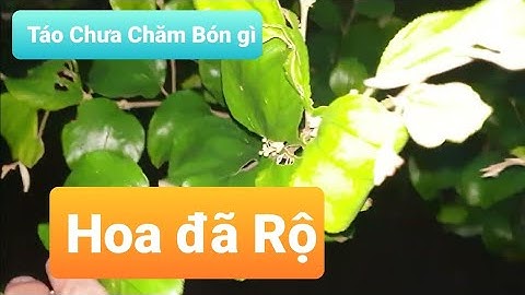 Thăm Cánh Đồng Táo Vùng Cao Lục Ngạn Đã Báo Hoa nhiều