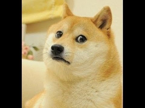Мем собака поет на китайском