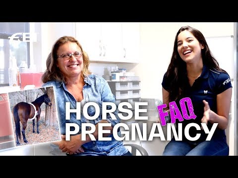 Can you ride a pregnant horse? | 30 questions to a vet | Cindy Valentina Vlog