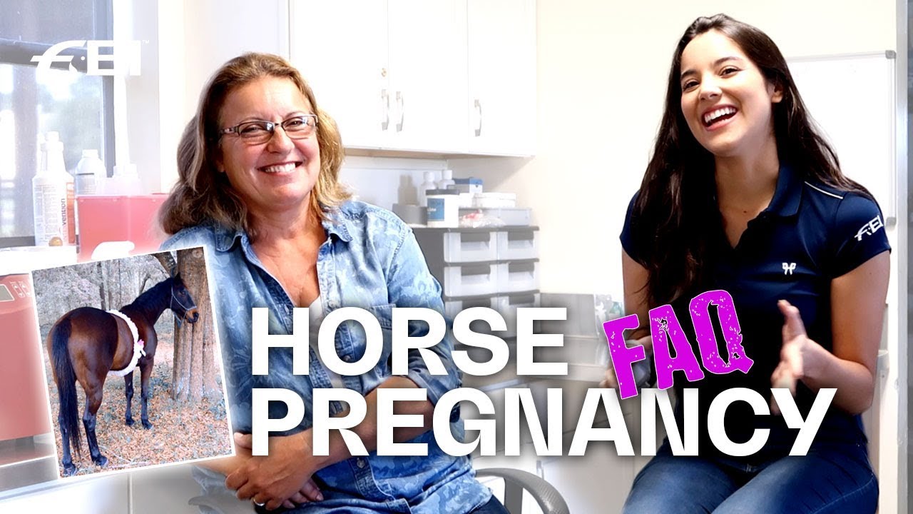 how many months is a horse pregnant