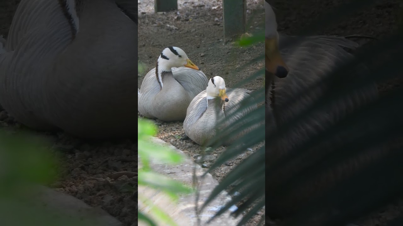 Ducks vs. Geese: What's the Difference? 