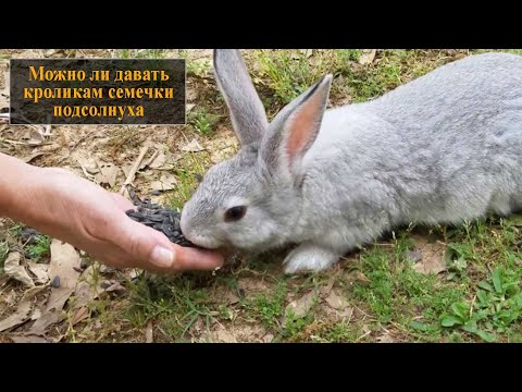 Можно ли давать кроликам семечки подсолнуха