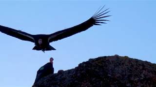 California Condor Trio Takes Flight at Pinnacles