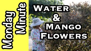 Monday Minute- Water and Mango Flowers: Why I turned off the irrigation!
