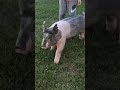 Clipped and ready to go for the show this weekend!!! #showpigs #livestock #showman #showlife #viral