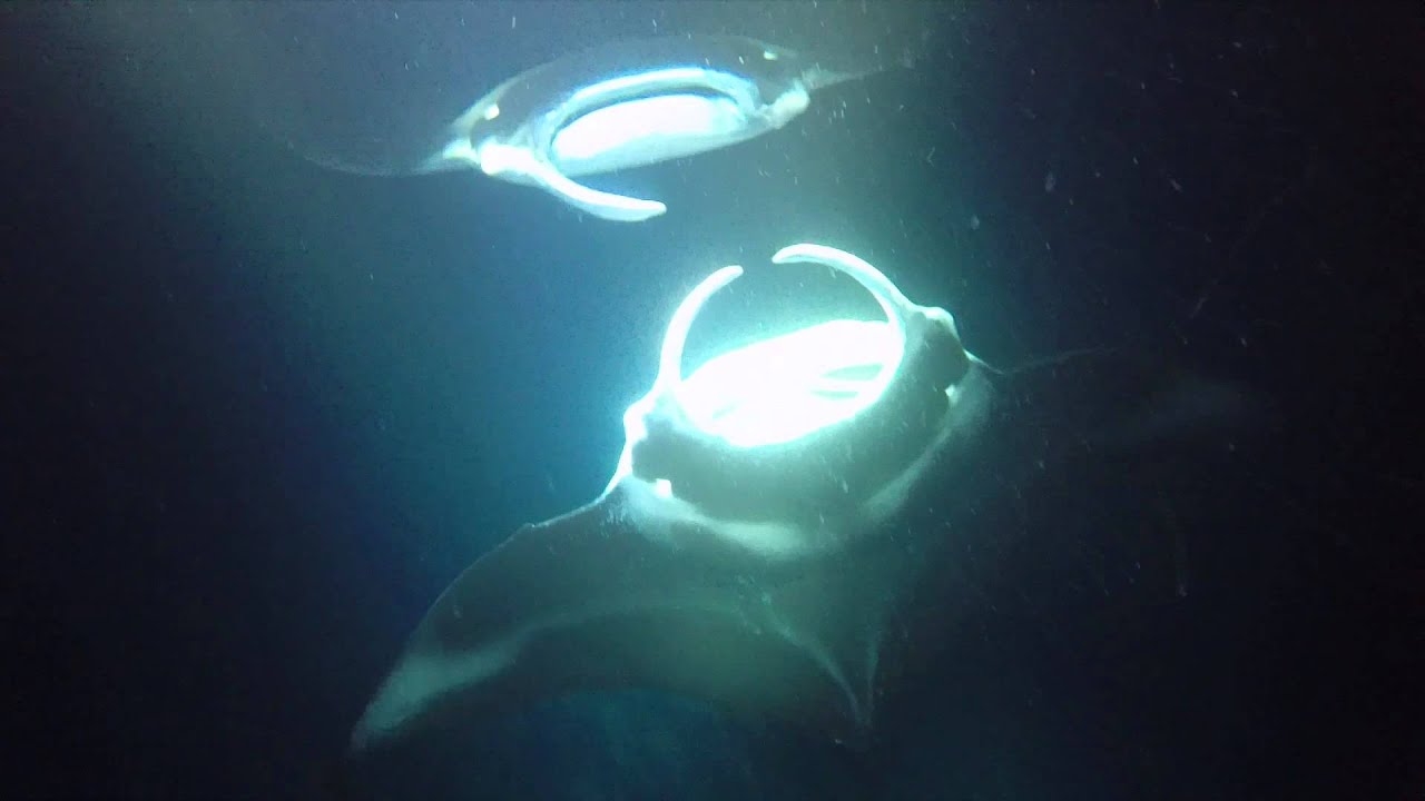 manta ray night snorkel camera manta ray night snorkel camera