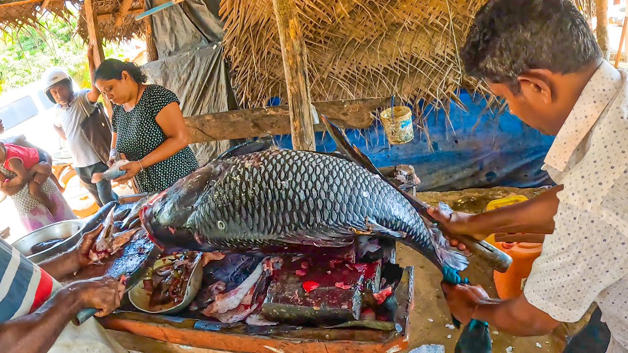 Amazing 30Kg Big Catla Fish Cutting Skills Sri Lanka Village Fishmen Expert Fish Cutting
