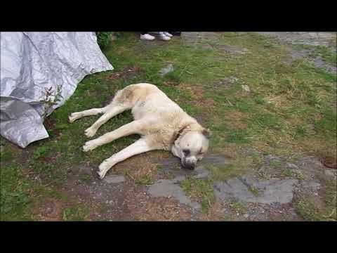 უშგული და ლამარიას ეკლესია