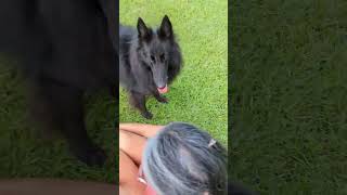 ‍ Playing with Groenendael #dog #belgiansheepdog #groenendael #funnydog #belgianshepherd #playing