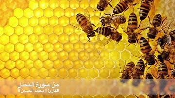 ترتيل جميل من سورة النحل .. للقارئ || محمد الحسن || من صلاة العشاء ١٦\٧\١٤٣٨هـ