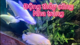 Du lịch Động thủy cung nha trang