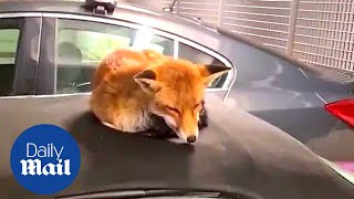 Adorable fox sleeps on top man's car and refuses to move screenshot 5