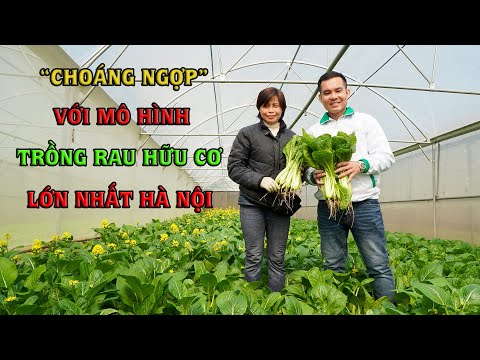 Video: Trồng trang trại trong nhà: Tìm hiểu về cách trồng rau trong nhà