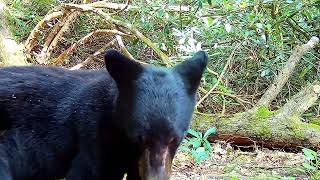 Wow! Check out the large paws on this young male bear, Hendersonville, NC.