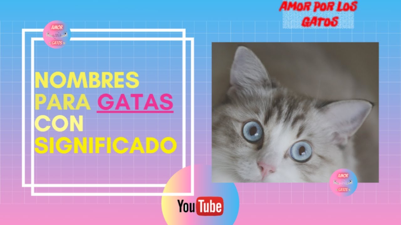 Nombres para gatas y su significado. - YouTube