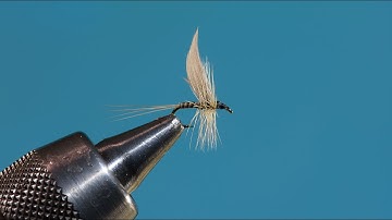 # 20 Ginger Quill (Preston Jennings) with Eric Austin