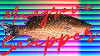Catching My Mangrove Snapper Bag Limit From Inshore Dock