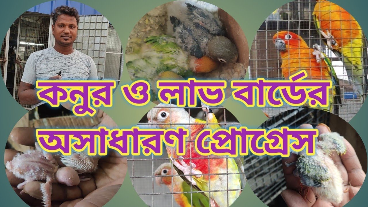 Outstanding Progress of Conour and Love Bird