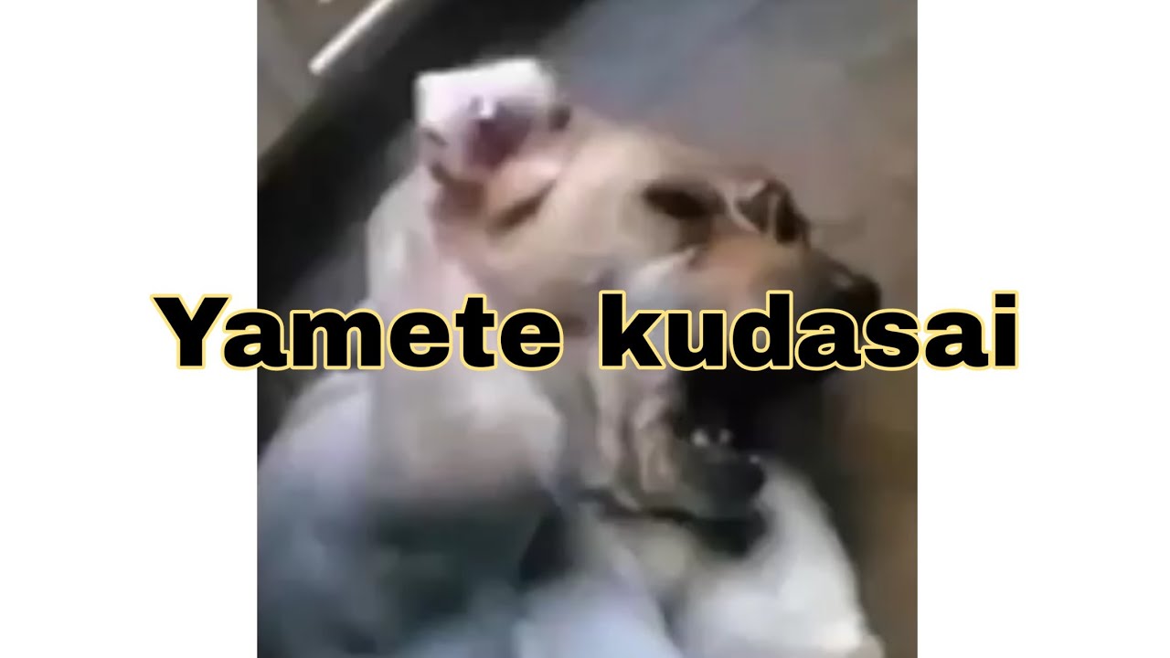 yamete kudasai by Docteur_Ours Sound Effect - Meme Button - Tuna