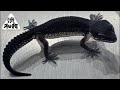 渋谷松濤爬虫類新入荷紹介ライブ🦎