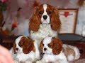 Выбор пола щенка: мальчик или девочка? MY BABY PET. ВСЕ САМОЕ ИНТЕРЕСНОЕ О ПИТОМЦАХ.