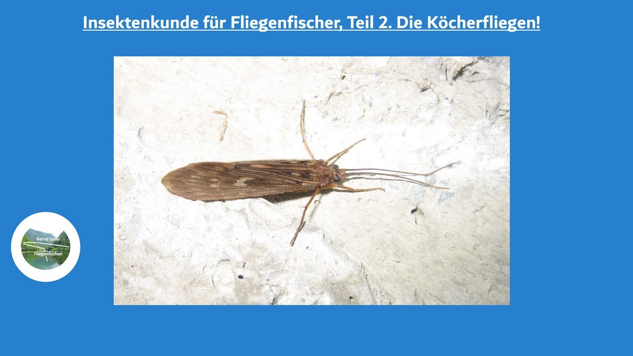 Insektenkunde für Fliegenfischer Teil 2  Die Köcherfliegen