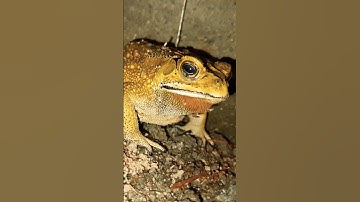 Katak Santai - short video #funnyvideo #shorts