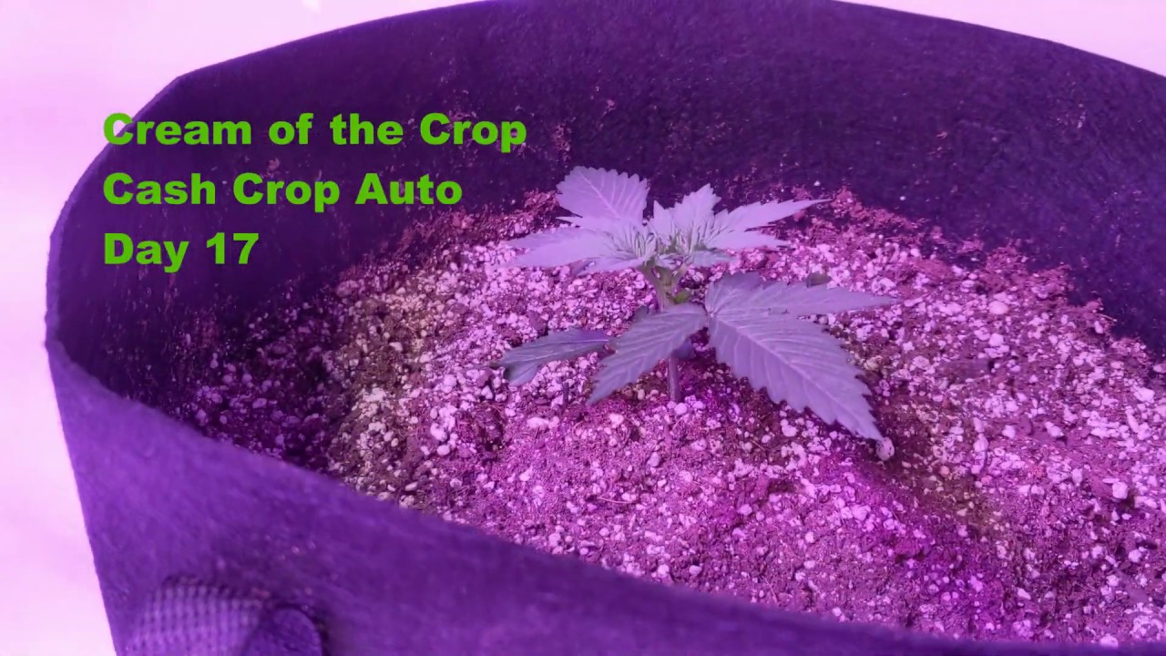 Cream of the Crop Cash Crop Auto - Day 17