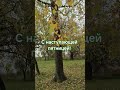 Осень 2025. Осень милая подружка! #осеньвдеревне