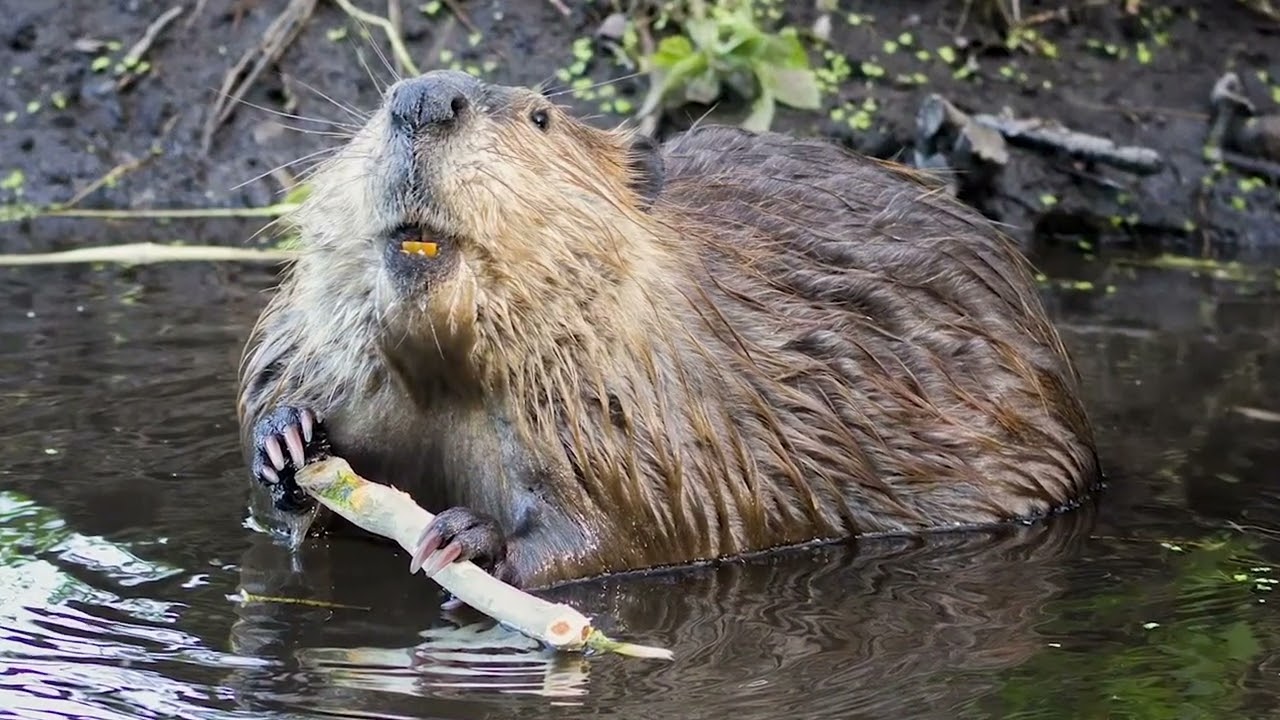 The Great Outdoors June 15, 2024 - Promised Land State Park