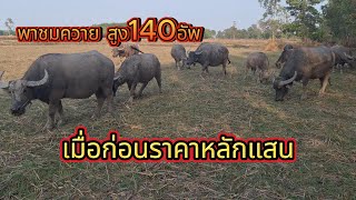 ควายฝูงนี้มีแต่แม่เด็ดๆครับ สูง140อัพครับ