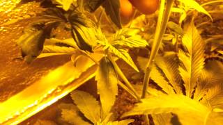 Psygen genetics