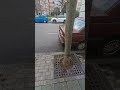 VOLVO 540 GLT #volvo #540glt UNA MÁQUINA ABANDONADA #shorts #viral #viralvideo #cars #classiccars
