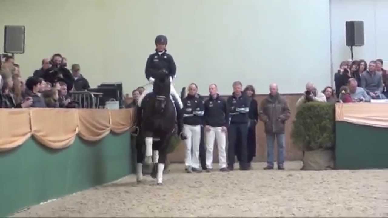 Netto (Negro - Purioso), Grand Prix dressage stallion