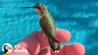 Un hombre la da una nueva oportunidad a un pequeño colibrí | El Dodo