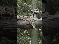 Дымчатый леопард: Родственник саблезубых кошек 😍 #животные #леопард #кошки