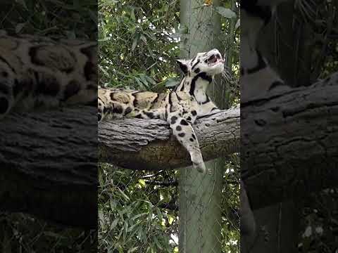 Video: Smoky leopard: dierenfoto, beschrijving, interessante feiten