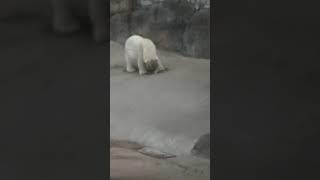 Белый медведь обедает. Московский зоопарк