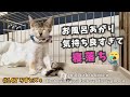 4 元キレ猫がウトウトして可愛すぎる姿に…【ろすとズ・台風直前に子猫保護】