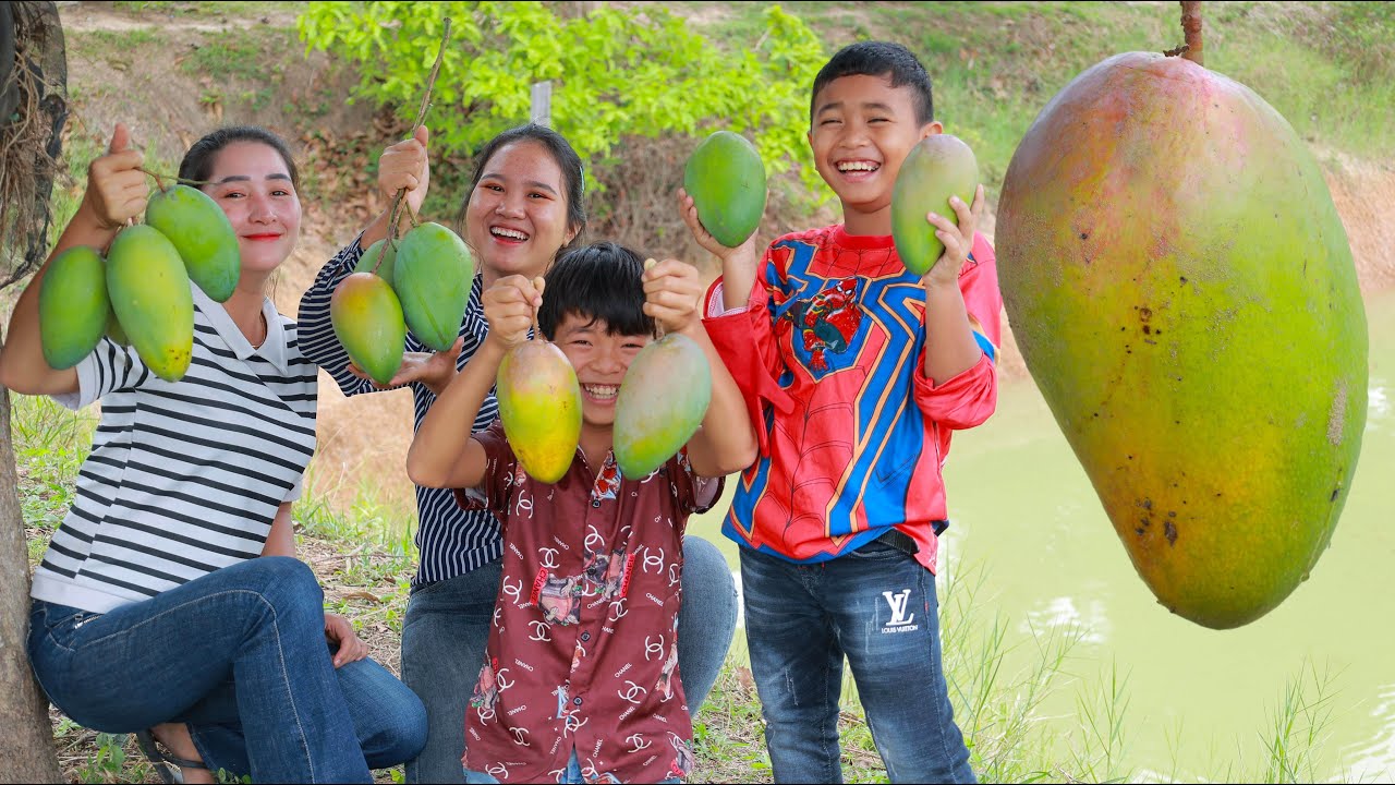 Pick and eat sweet mango - Eating mango with spicy salty chili under mango tree - Happy time eating