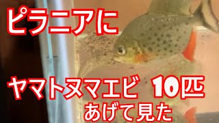 ピラニア水槽にヤマトヌマエビ10匹入れた結果・・・。