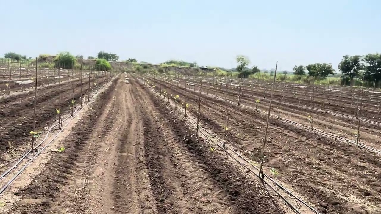 Grapes farm 8 feet granite pole installation