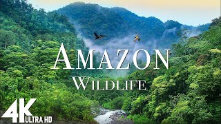 Amazon Wildlife In 4K  Animals That Call The Jungle Home | Amazon Rainforest | Relaxation Film