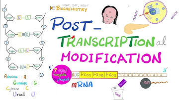 Posttranscriptional modification (hnRNA to mRNA) Splicesome, Splicing, Cap, Tail, Introns, Exons