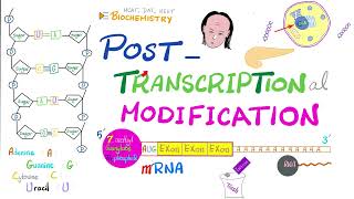 Posttranscriptional modification (hnRNA to mRNA) Splicesome, Splicing, Cap, Tail, Introns, Exons