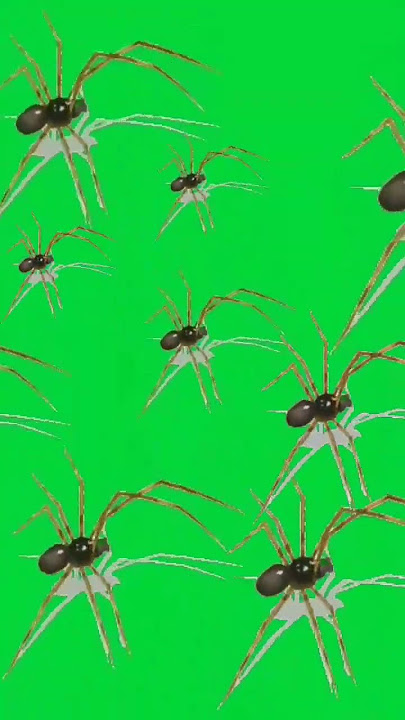 serbuan laba-laba . Threat of Spider Attack Green screen Video