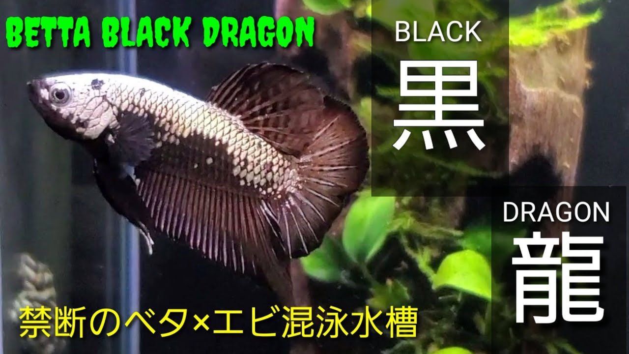 Aquarium 禁断のベタ エビ混泳 Black Dragon Youtube