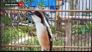 PANCINGAN CENDET ISIAN SOGON KOLIBRI 🐦 BUAT MERANGSANG CENDET BAHAN AGAR GACOR