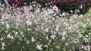 In the Garden with Dave: Gaura